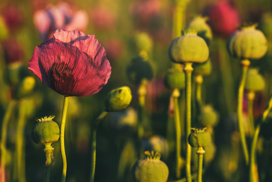 Retro Toned Opium Poppy Flower Field