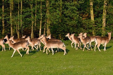 Fallow - fallow deer. (Dama dama ) Beautiful natural background with animals.