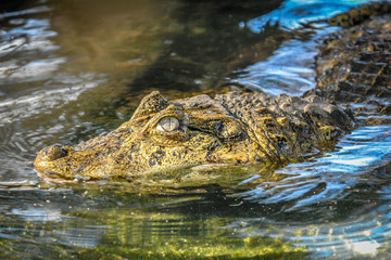 Alligator waiting