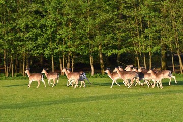 Fallow - fallow deer. (Dama dama ) Beautiful natural background with animals.