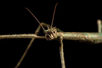 Annam Stick Insect - Baculum extradentata isolated on Black Background