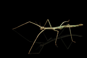 Annam Stick Insect - Baculum extradentata isolated on Black Background