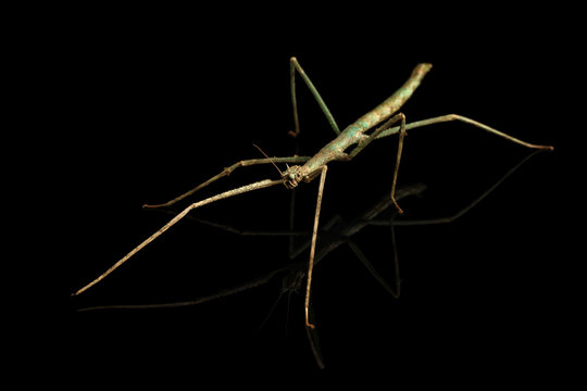 Annam Stick Insect - Baculum extradentata isolated on Black Background