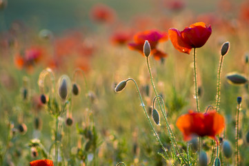 Wildflowers poppies among grass and wild flowers
