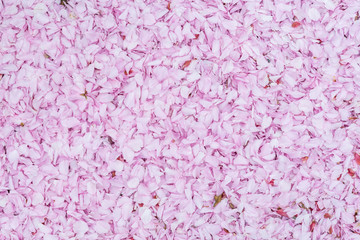 Pink cherry blossom petals on ground