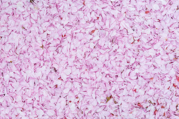 Pink cherry blossom petals on ground