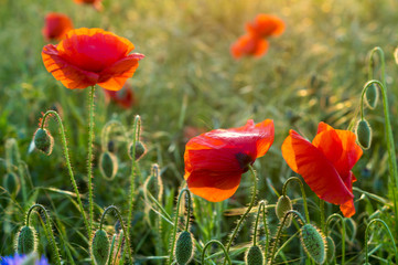Wildflowers poppies among grass and wild flowers
