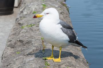 Naklejka premium Seagull standing on a rock, Otaru, Hokkaido Japan