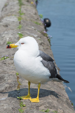 Seagull standing on a rock, Otaru, Hokkaido Japan