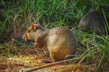 Small rodent