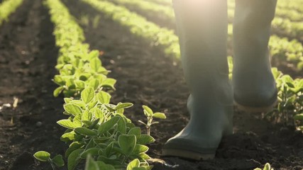 Farmer in soybean crops field, responsible farming