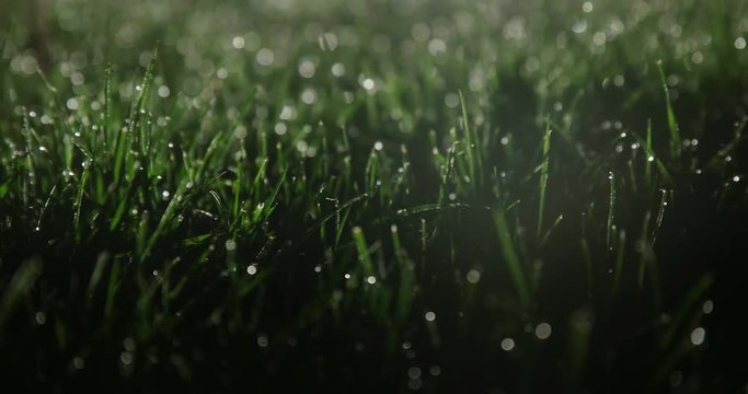 Wet grass at night on soccer field lit from behind