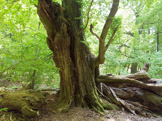 Urwald, Sababurg, Reinhardswald