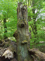 Fototapeta premium Urwald, Sababurg, Reinhardswald