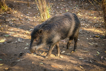 Wild pig searching for food