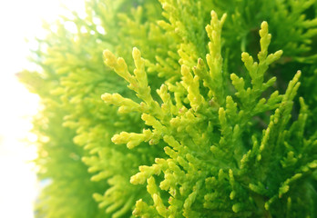 Thuja close-up