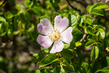 Obraz premium Fiore di Rosa canina