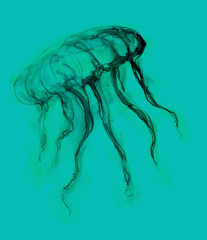 jellyfish turquoise background