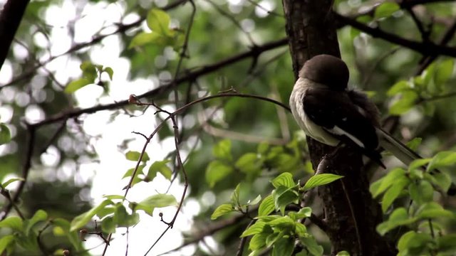 Uccello a Washington DC, Stati Uniti D'America