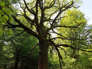 Urwald, Sababurg, Reinhardswald