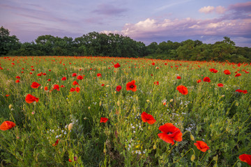 maki na tle dramatycznego, burzowego nieba © Mike Mareen