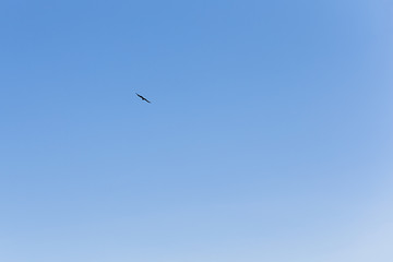 Silhouette of birds in sky