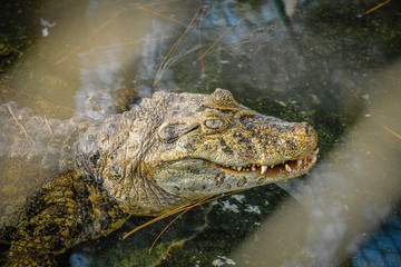 Alligator waiting