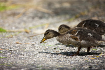 ducklings walking