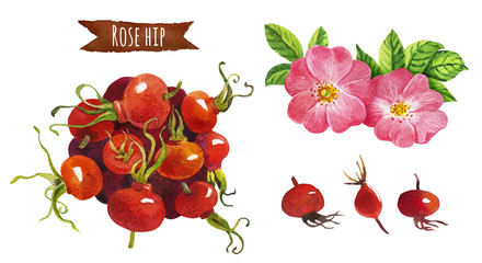 Rose hip, watercolor illustration,  clipping path included