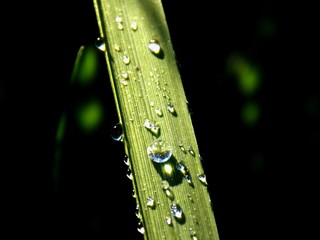 Dew on grass blade