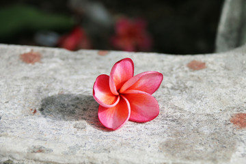 plumeria flower