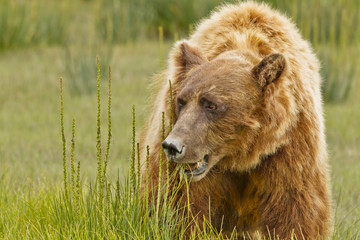 bear food