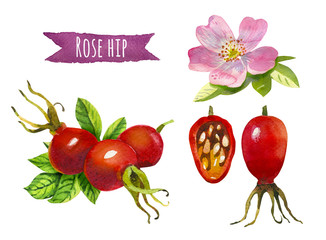 Rose hip, watercolor illustration,  clipping path included