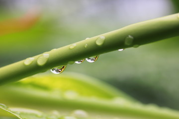 Raindrops on a plant branch