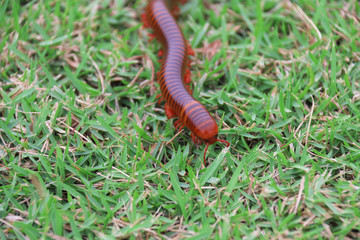 millipede