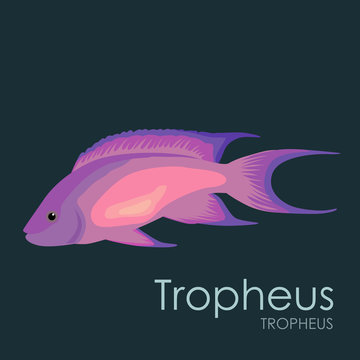 Aquarium fish Tropheus, vector illustration isolated on dark background.