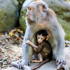baby monkey with is mother 