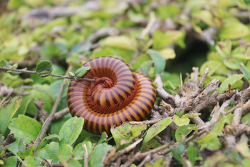 millipede