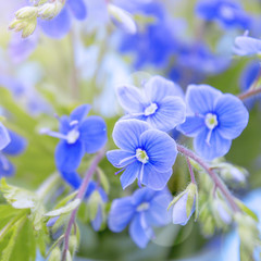 Bunch of wild forest tiny blue flowers on meadow. Veronica (Germander, Speedwell) flowers