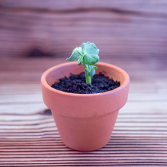 Young plant of pea, seedling in small ceramic pot on wooden background. Soft selective focus, rustic background