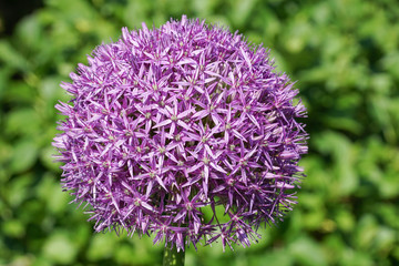 Allium Globemaster