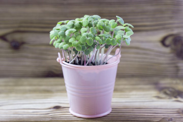 Young plants of mustard and pea, seedling in small pots on wooden background. Soft selective focus, rustic background