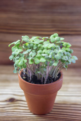 Young plants of mustard and pea, seedling in small pots on wooden background. Soft selective focus, rustic background