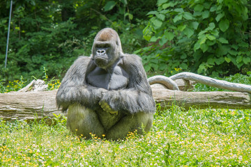 Gorilla