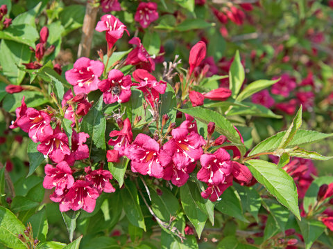 Weigelie, Weigela, Weigelia, Glockenstrauch