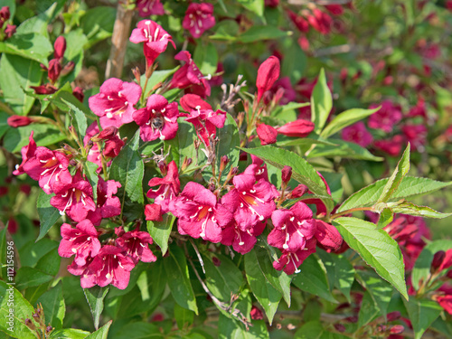 "Weigelie, Weigela, Weigelia, Glockenstrauch" Stockfotos und