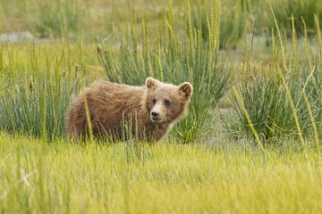 brown bear cub © Dan Kosmayer