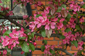 Fototapeta na wymiar Pink Sakura flowers.