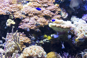 Fototapeta na wymiar Small fish swimming in the reef