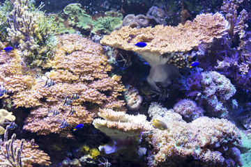 Fototapeta na wymiar Beautiful sea life with fish swimming against of corals